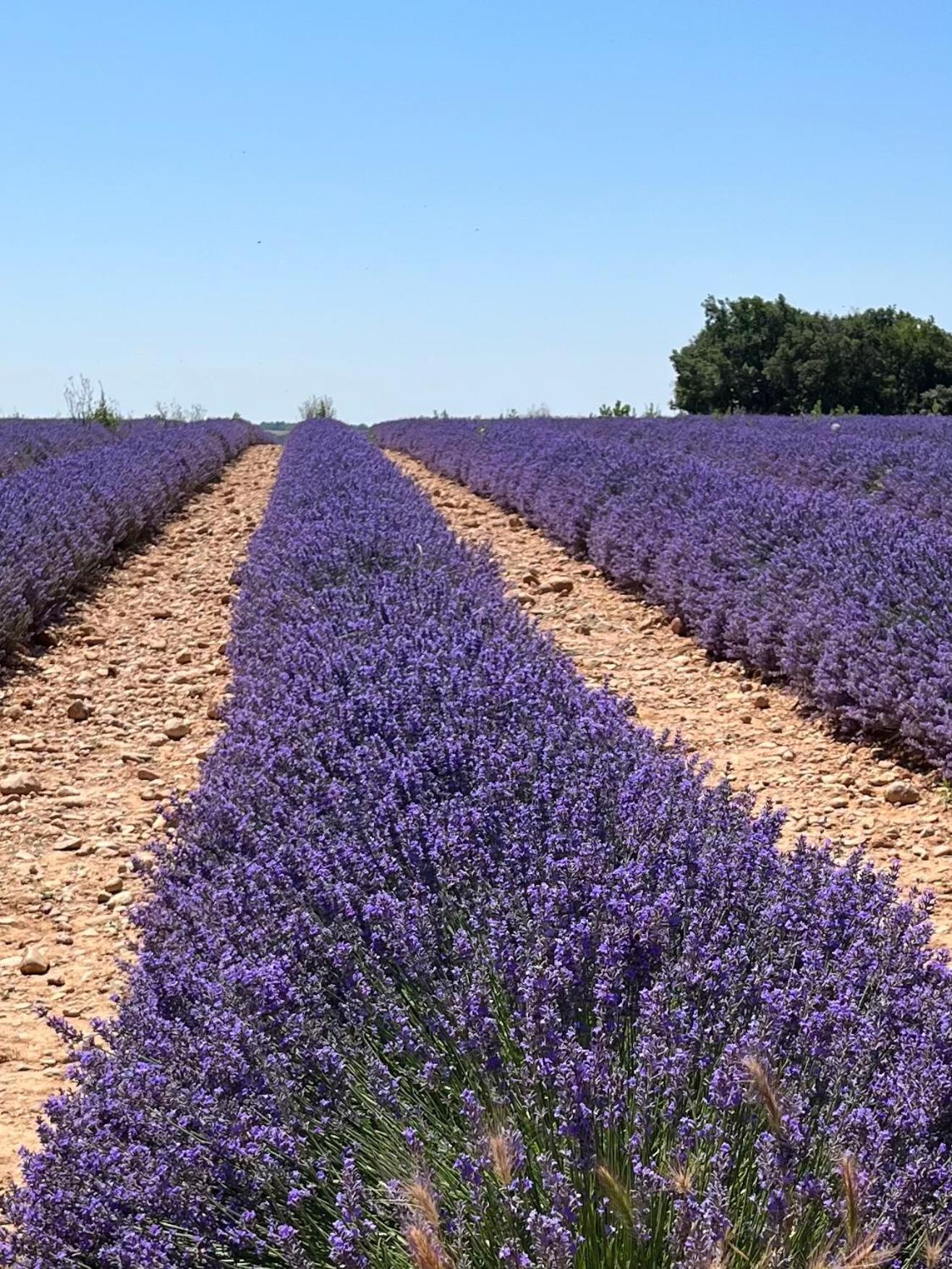 Appartamento L'AMANDERAIE à côté de LOURMARIN en LUBERON Cadenet Esterno foto